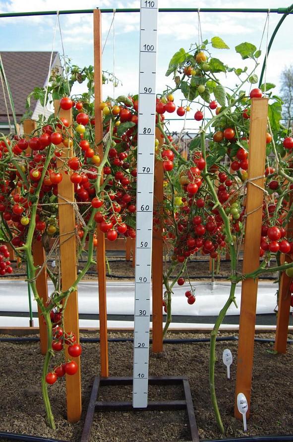 Партнер Томат ШОУ МЕН F1 ^(10шт) 2-ной пак, изображение 1