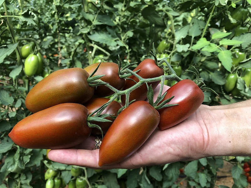 Партнер Томат БУРЫЙ САЛАДЕТ F1 ^(5шт) 2-ной пак, изображение 1