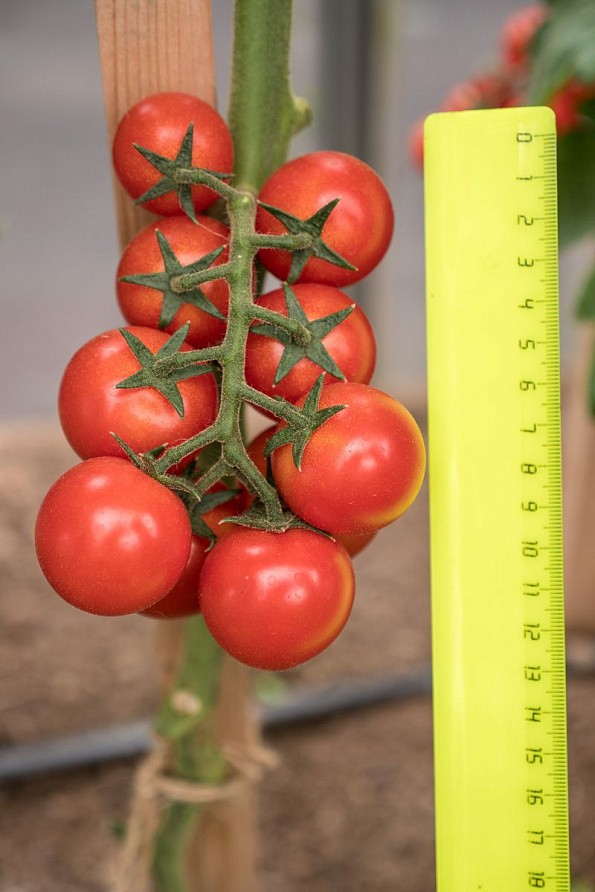 Партнер Томат ЧЕРРИ ПЛАЗА F1 ^(5шт) 2-ной пак, изображение 4