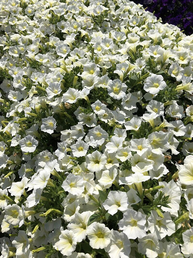 Партнер Петуния серия "Лагуна" АНТУАНЕТТА F1 / многоцветковая каскадно-ампельная^(5шт в амп), изображение 1