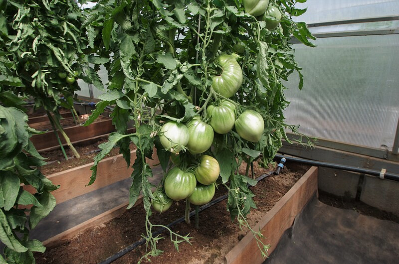 Партнер Томат ФИОЛЕТОВОЕ СЕРДЦЕ ^(10шт) 2-ной пак, изображение 4