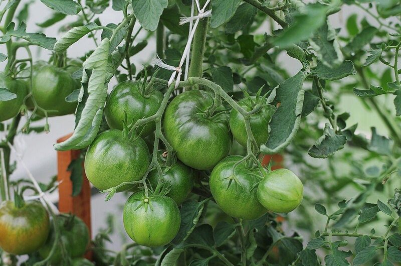 Партнер Томат НИАГУС ^(10шт) 2-ной пак, изображение 2