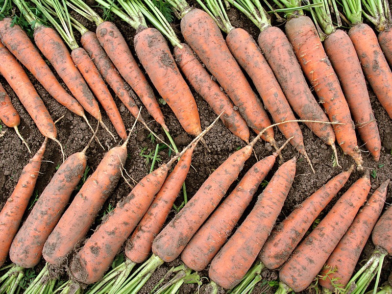 Партнер Морковь ОЛИМПО F1 ^(0,5г), изображение 4