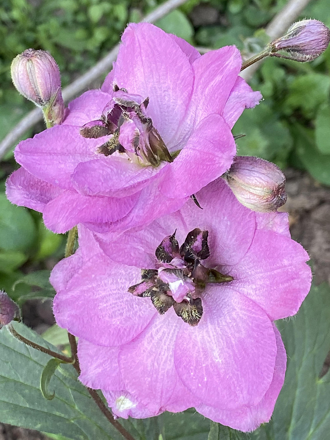 Партнер Дельфиниум F1 новозеландский ДАСКИ МАЙДЕНС ^(3шт), изображение 4