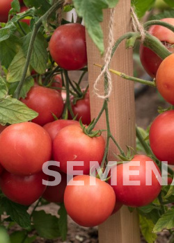 Партнер Томат ЛИМЕРЕНС F1 ^(0,05г) 2-ной пак фото 5