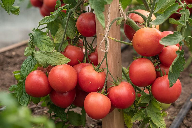 Партнер Томат ЛИМЕРЕНС F1 ^(0,05г) 2-ной пак, изображение 5