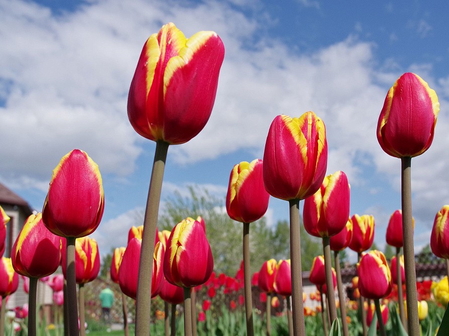 Партнер Тюльпан триумф Денмарк ^(5шт/уп), изображение 2