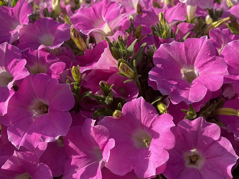 Партнер Петуния серия "Лагуна" АЛЬБЕРТИНА F1 / многоцветковая каскадно-ампельная^(5шт в амп), изображение 3