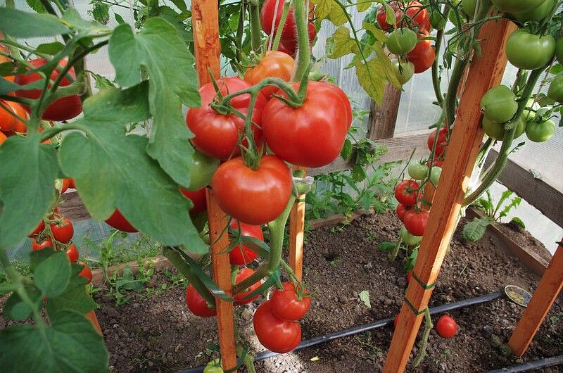 Партнер Томат АНДРОМЕДА F1 ^(0,05г), изображение 1