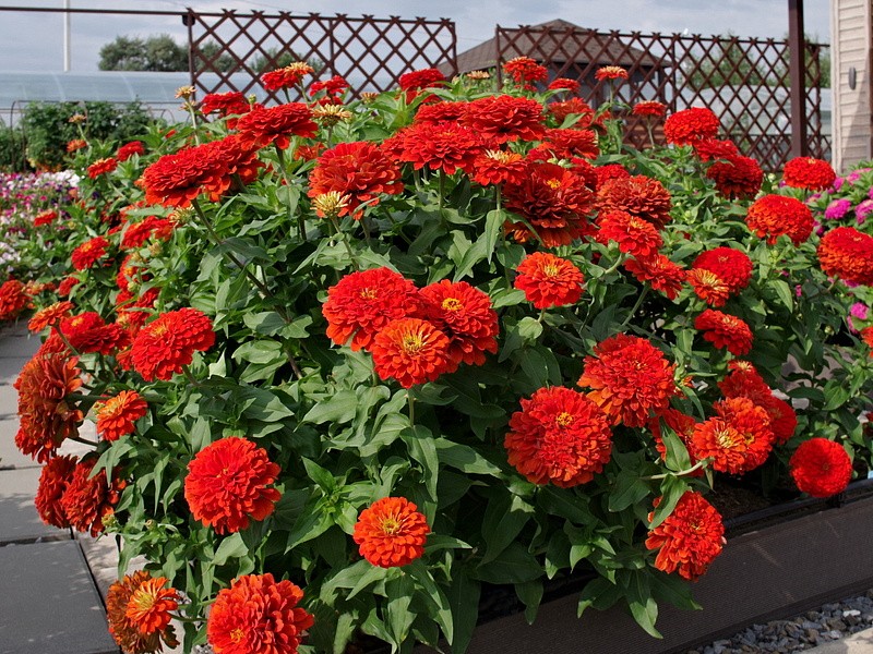 Партнер Цинния F1 САНГРИЯ / георгиновидная ^(4шт) , изображение 5