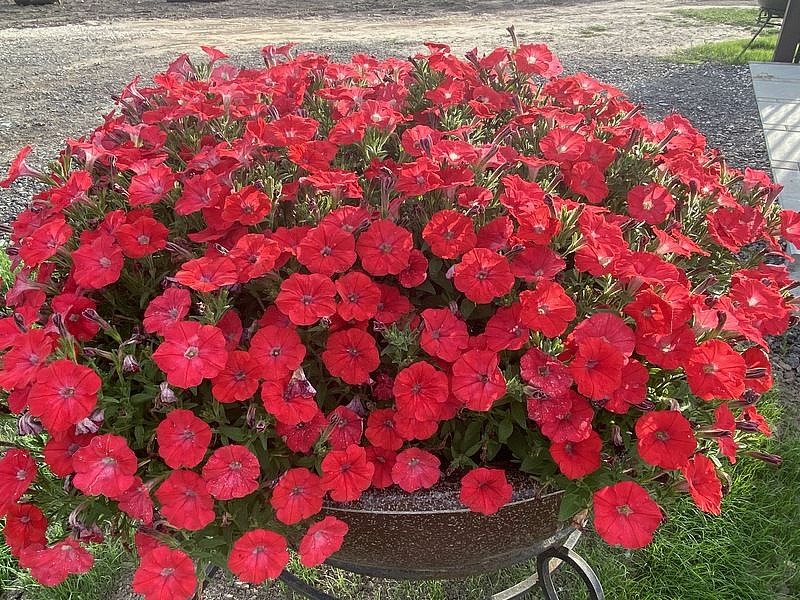 Партнер Петуния серия "Мими" СТЕФАНИЯ F1 / многоцветковая каскадная^(5шт в амп), изображение 1