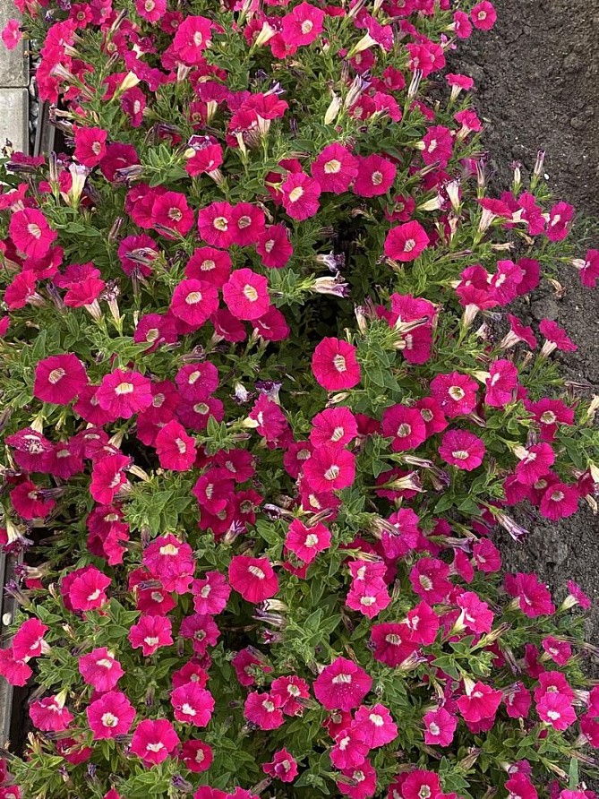 Партнер Петуния серия "Ма Шери" ФИОНА F1 /многоцветковая полуампельная ^(5шт в амп), изображение 2