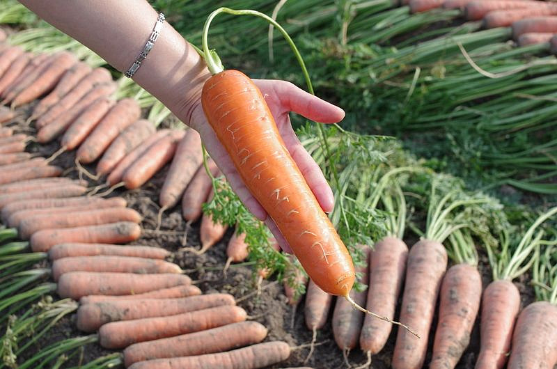 Партнер Морковь ДАРИНА ^(1г), изображение 5