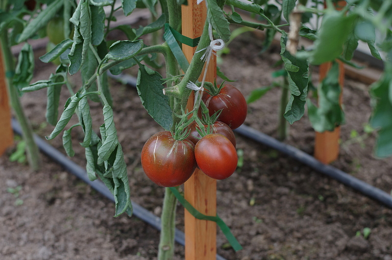 Партнер Томат НИАГУС ^(10шт) 2-ной пак, изображение 4