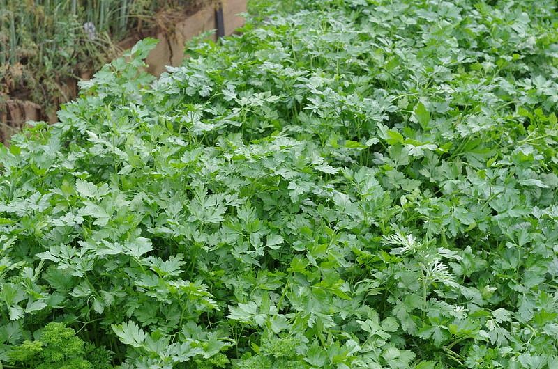 Партнер Петрушка листовая РИАЛТО ^(2г), изображение 4