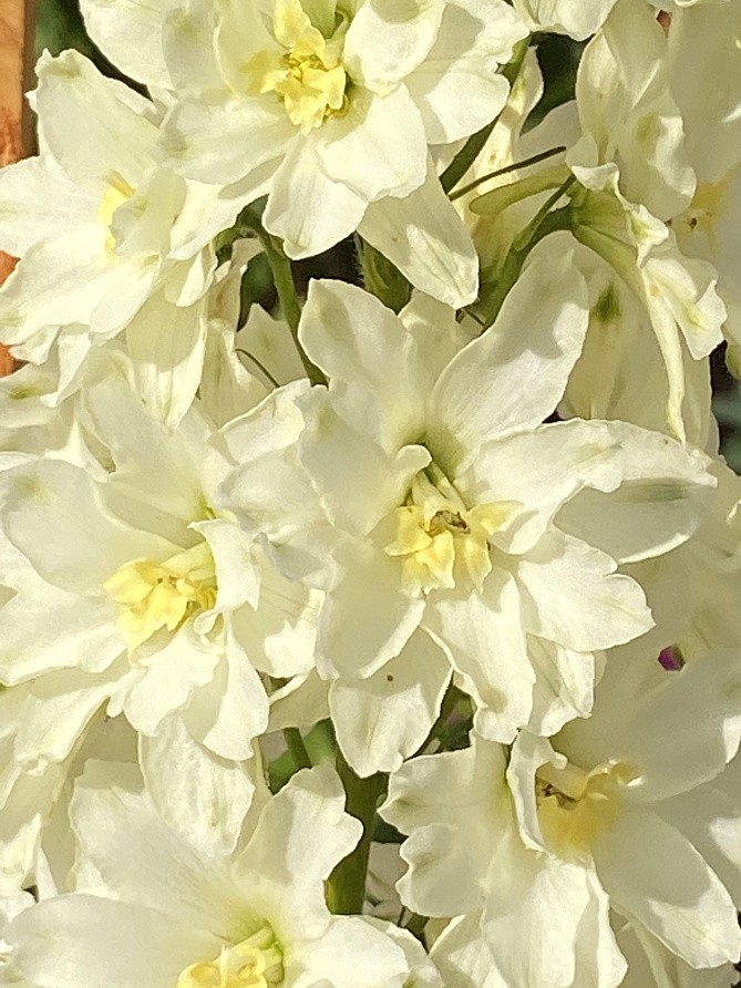 Партнер Дельфиниум F1 новозеландский МИНИ СТАР ^(3шт), изображение 7