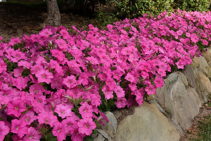 Партнер Петуния F1 серия ИЗИ ВЭЙВ НЕОН РОУЗ/ многоцветковая каскадно-ампельная ^(5шт в амп), изображение 1