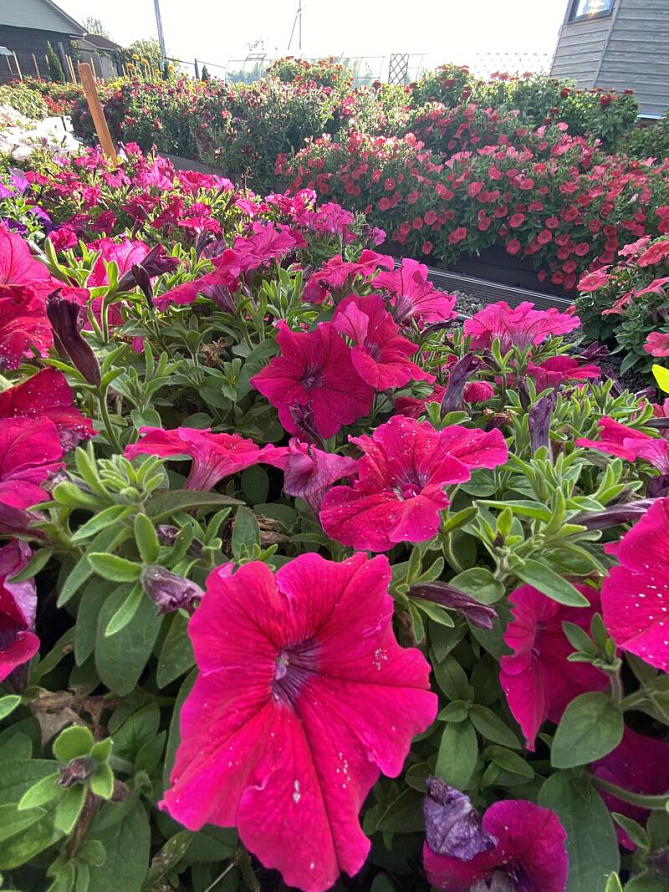 Партнер Петуния серия "Супремо" ЭМИЛИЯ F1 / крупноцветковая полуампельная^(5шт в амп), изображение 6