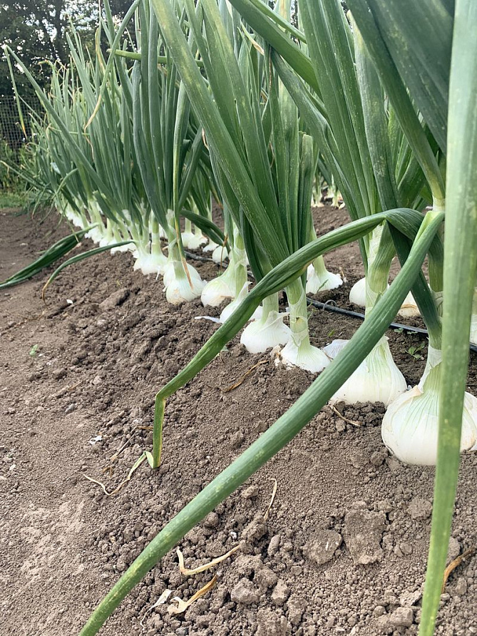 Партнер Лук репчатый КОМЕТА F1 ^(0,5г), изображение 1