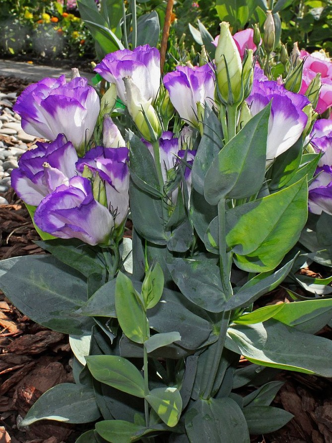 Партнер Эустома F1 карликовая МИСС НОРА БАРЛОУ ^(5шт в амп), изображение 2