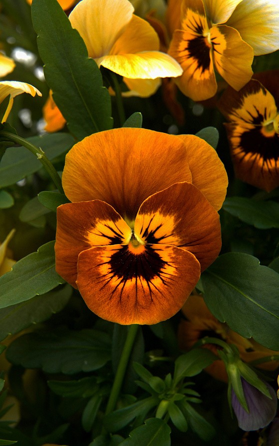 Партнер Виола F1 серия "Соблазн" ГРИЛЬЯЖ ^(10шт) 2-ной пак, изображение 1