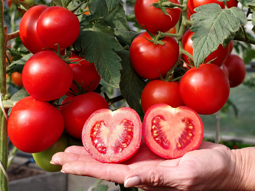 Партнер Томат АХМАР F1 ^(5шт) 2-ной пак, изображение 4