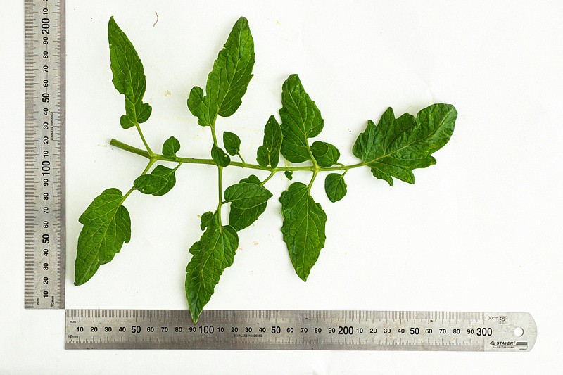 Партнер Томат ОРАНЖЕВАЯ МАМА F1 ^(0,05г) 2-ной пак, изображение 7