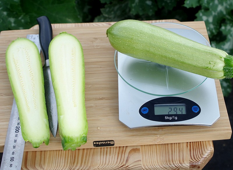 Партнер Кабачок ХЬЮГО F1 ^(5шт), изображение 2