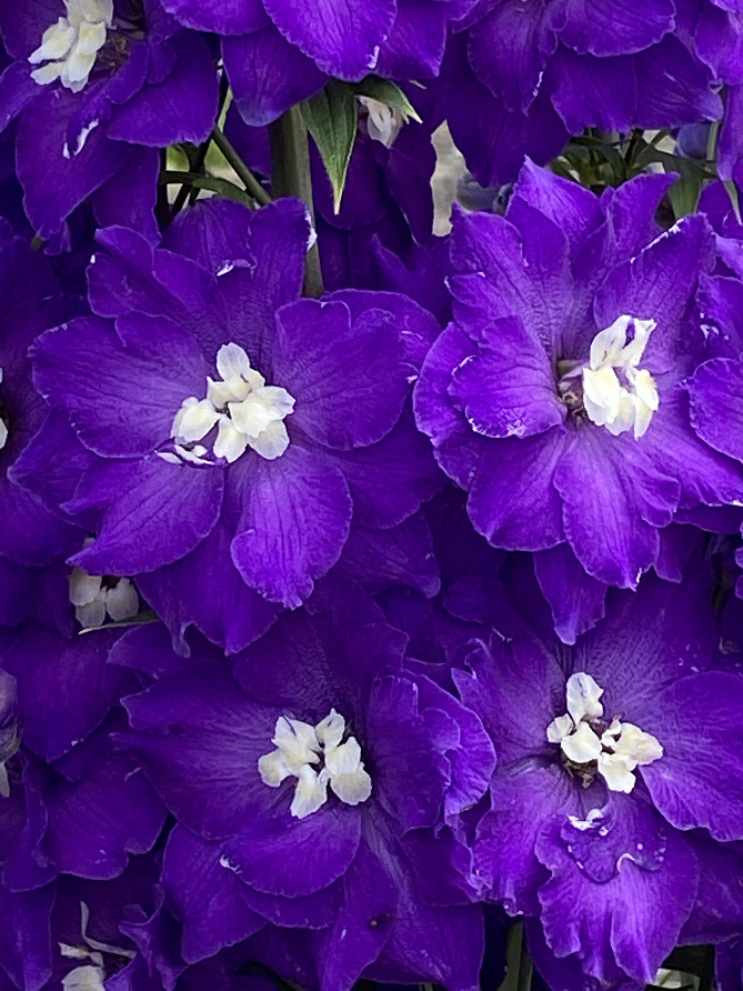 Партнер Дельфиниум F1 новозеландский ПЕРПЛ ПЕЙШН ^(3шт), изображение 5