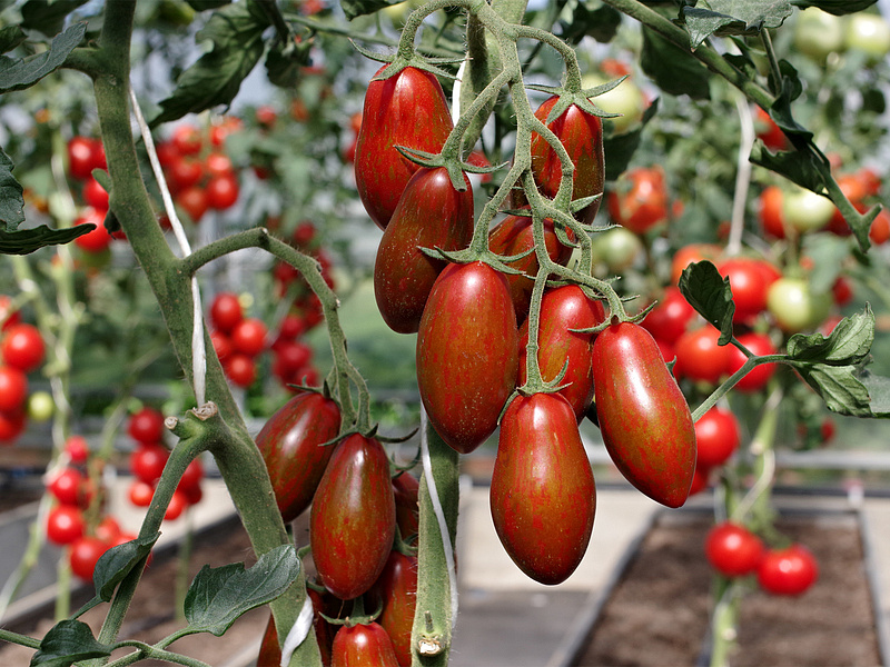 Партнер Томат МИСТИКА F1 ^(5шт) 2-ной пак, изображение 2