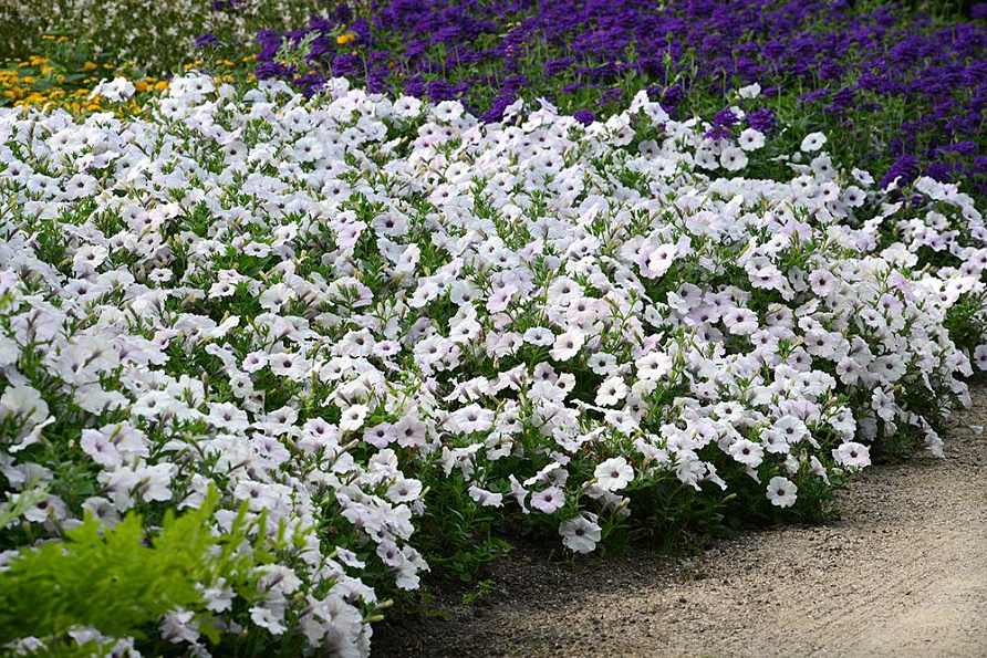 Партнер Петуния F1 серия ИЗИ ВЭЙВ СИЛЬВЕР/ многоцветковая каскадно-ампельная^(5шт в амп), изображение 1