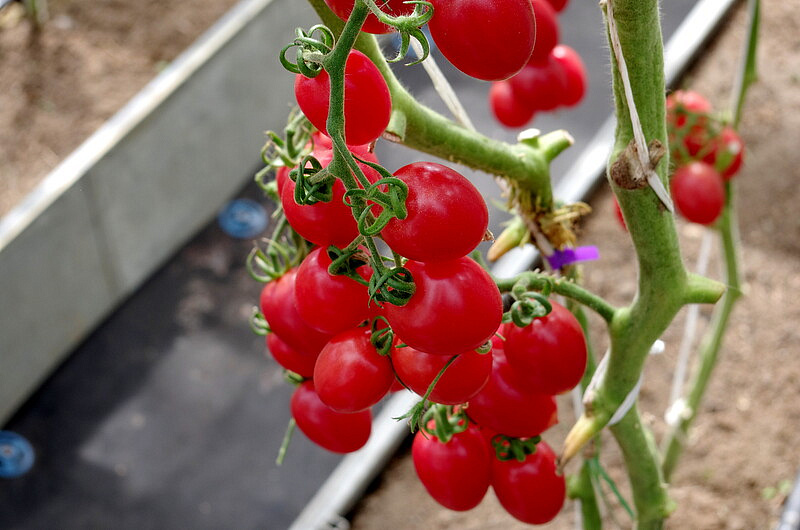 Партнер Томат МОНЕ F1 ^(10шт) 2-ной пак, изображение 2