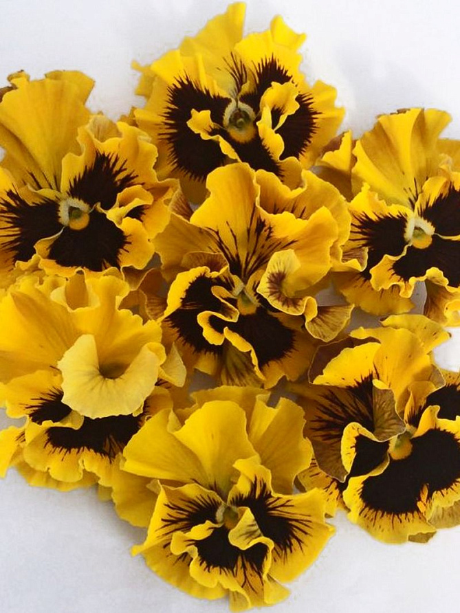 Партнер Виола F1 бахромчатая серия "Танго-манго" КАН КАН ^(5шт) 2-ной пак, изображение 4