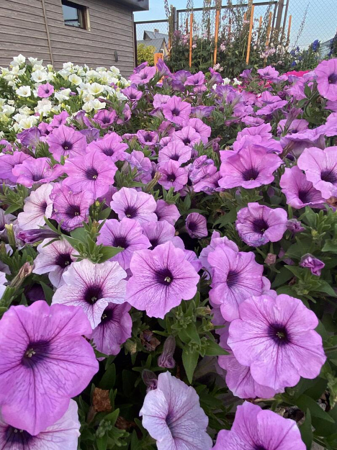 Партнер Петуния серия "Лагуна" ЛИЗЕТТА F1 /многоцветковая (мини) каскадная фиолетов лед ^(5шт в амп), изображение 3