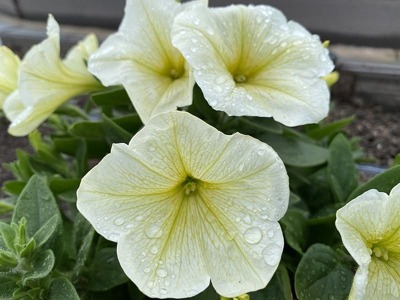 Партнер Петуния серия "Лулу" ЛАЙМЛАЙТ F1 / крупноцветковая каскадная^(5шт в амп), изображение 3