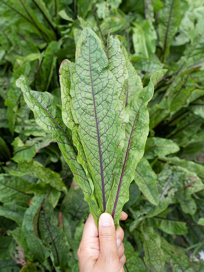 Партнер Щавель КРОВАВАЯ МЭРИ ^(0,2г), изображение 2