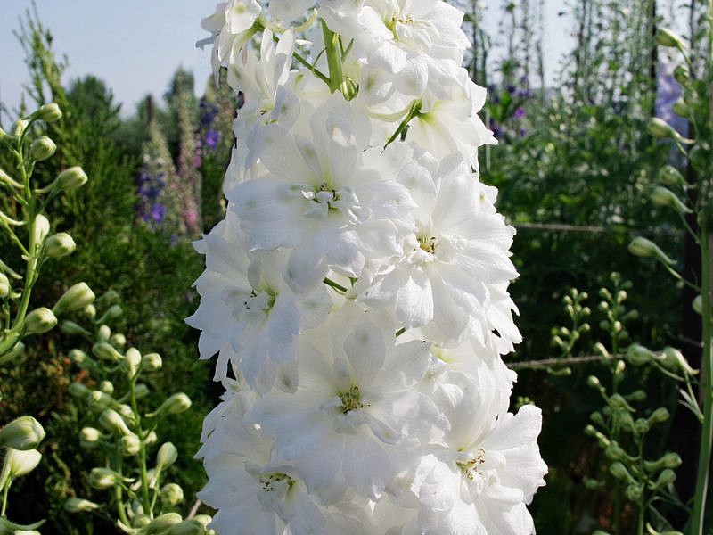 Партнер Дельфиниум F1 новозеландский ДАБЛ ИННОСЕНС ^(3шт), изображение 1