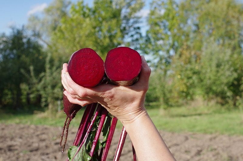 Партнер Свекла КАЛИПСО ^(3г), изображение 2