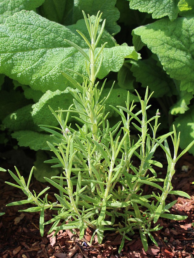 Партнер Розмарин НЕЖНОСТЬ ^(0,05г), изображение 2