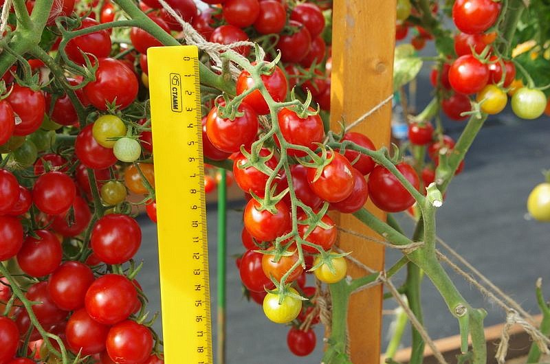 Партнер Томат ШОУ МЕН F1 ^(10шт) 2-ной пак, изображение 2