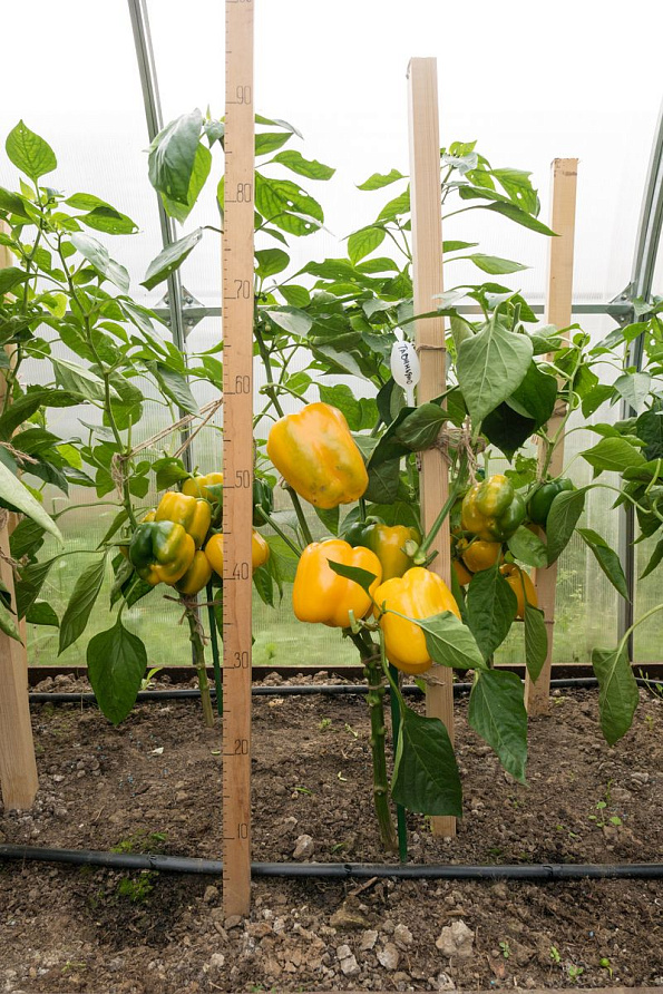 Партнер Перец ТАВИНЬЯНО F1 ^(5шт) 2-ной пак, изображение 1