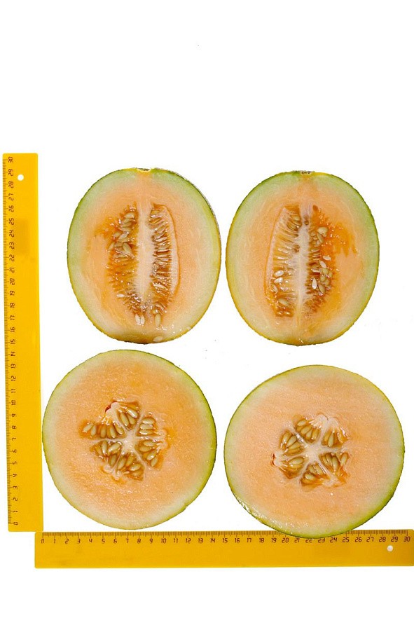 Партнер Дыня НИМФА F1 ^(5шт) 2-ной пак, изображение 4