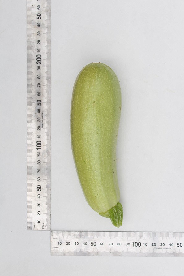 Партнер Кабачок МАЭСТРО F1 ^(10шт), изображение 2