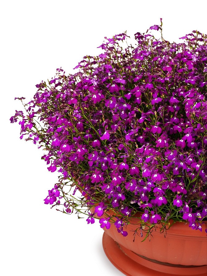 Партнер Лобелия ампельная РЕГАТТА РОУЗ ^(10шт в амп), изображение 3