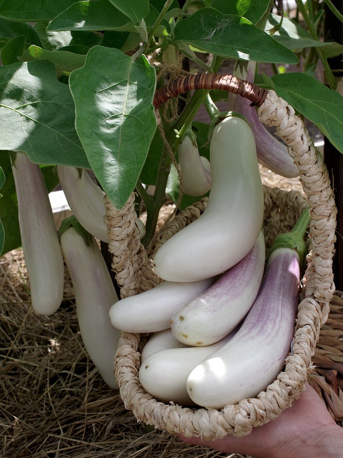 Партнер Баклажан ВИТАЛИК F1 ^(10шт) 2-ной пак, изображение 3