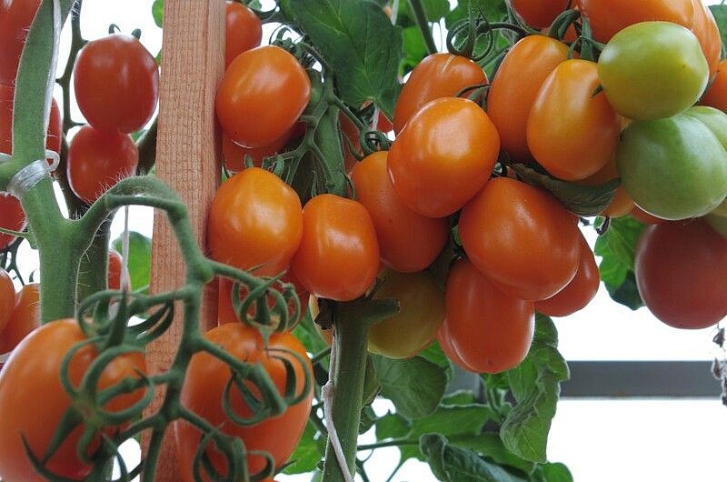 Партнер Томат ВЕРСАЛЬ F1 ^(10шт) 2-ной пак, изображение 9