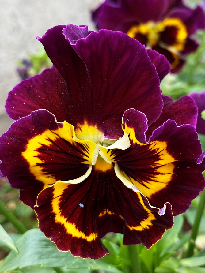 Партнер Виола F1 бахромчатая срезочная ЭПОХА БАРОККО ^(10шт в амп), изображение 3