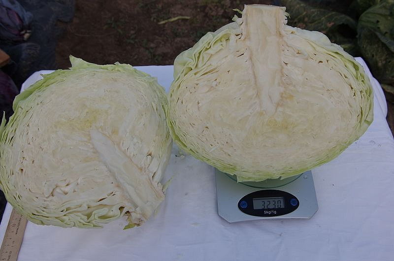 Партнер Капуста б/к МИШУТКА F1 ^(0,2г в амп), изображение 5