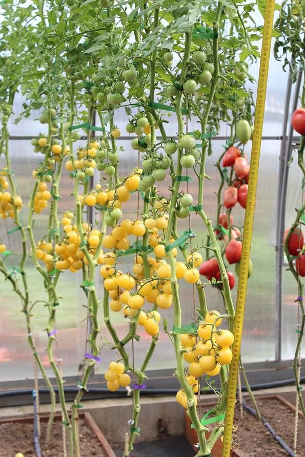 Партнер Томат ДОКТОР КЭРОЛИН ^(10шт) 2-ной пак, изображение 7