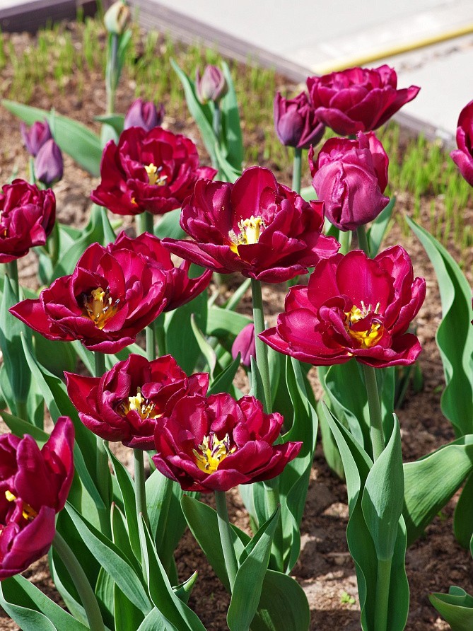 Партнер Тюльпан махровый ранний Элисон Бредли ^(5шт/уп), изображение 2